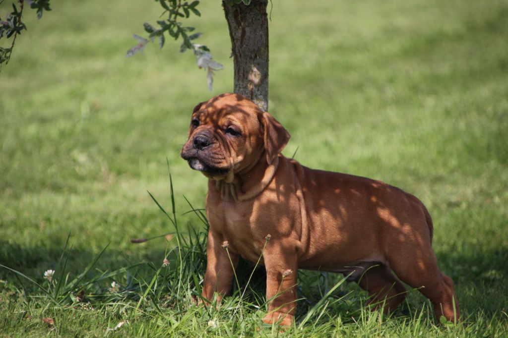 Des sources sacrees - Chiots disponibles - Bulldog continental