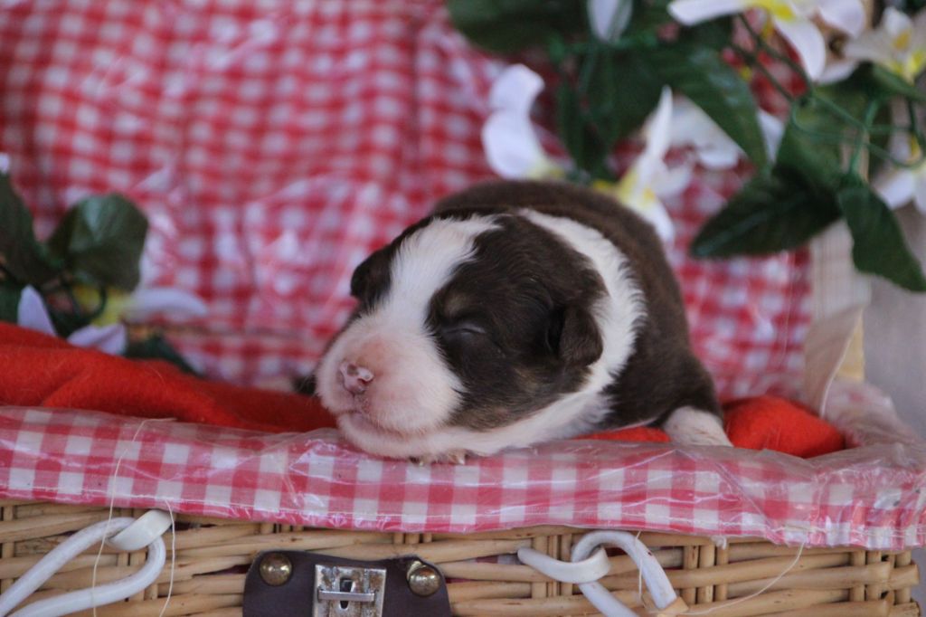 Des sources sacrees - Chiots disponibles - Berger Américain Miniature 