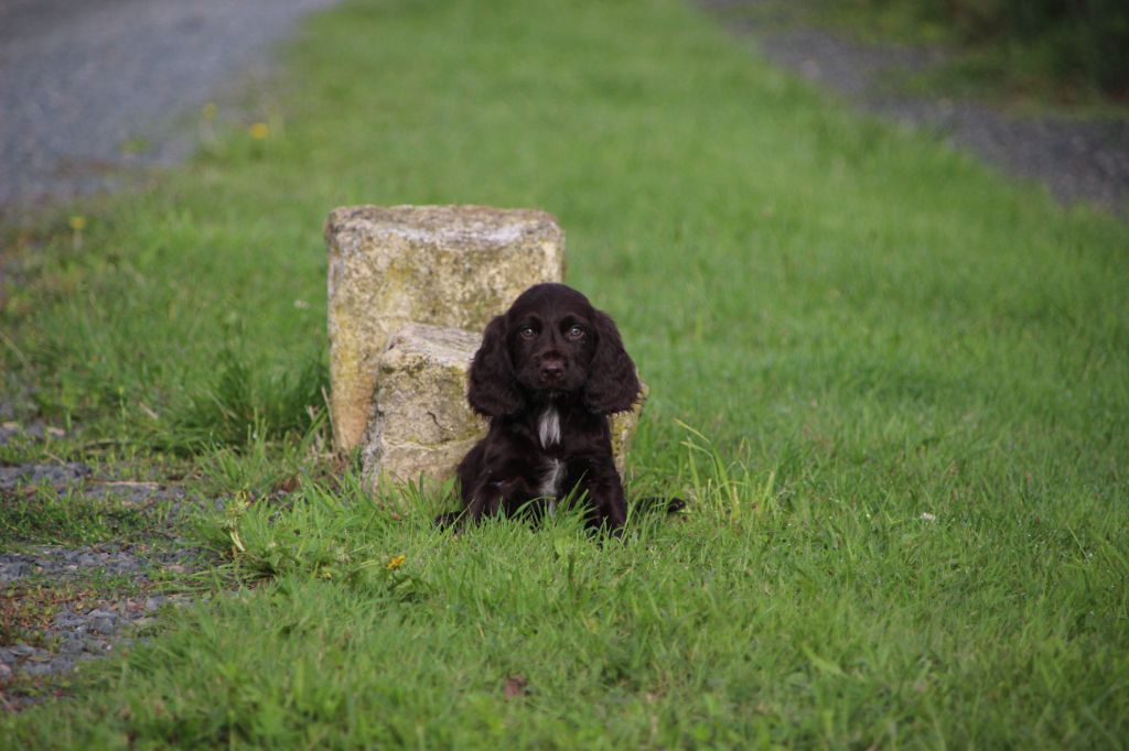 Des sources sacrees - Chiots disponibles - Chien d'Oysel allemand