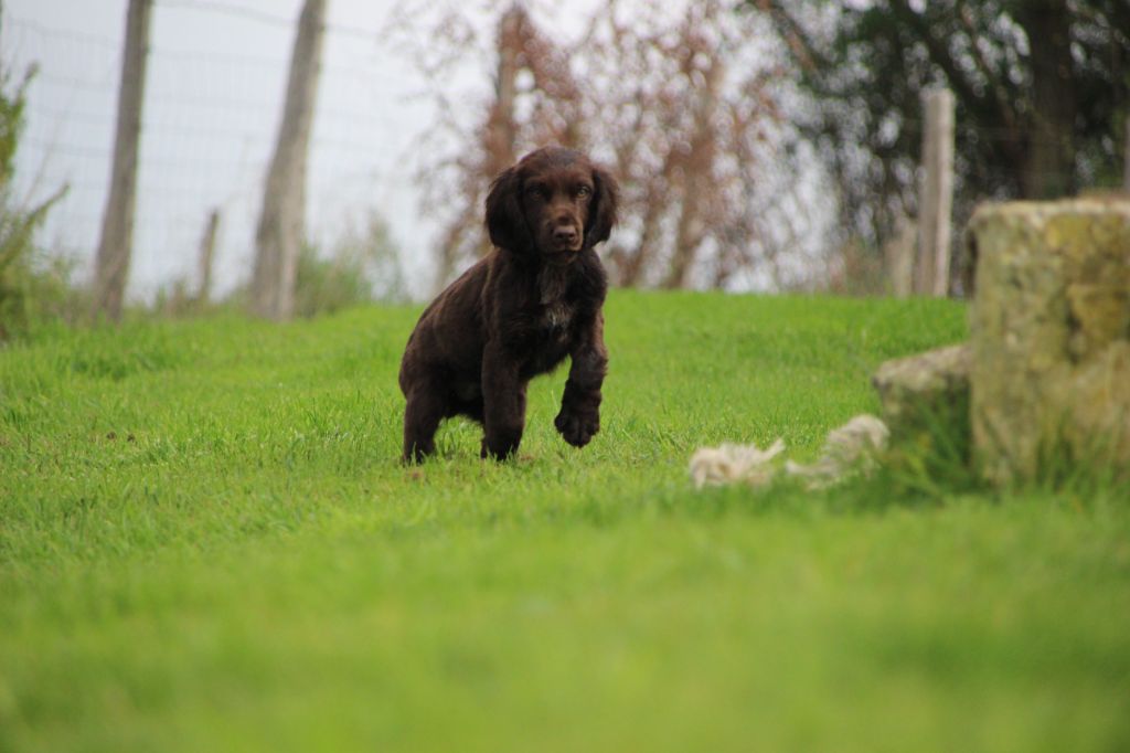 Des sources sacrees - Chiots disponibles - Chien d'Oysel allemand
