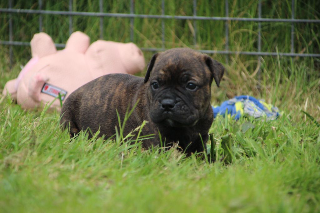 Des sources sacrees - Chiots disponibles - Bulldog continental