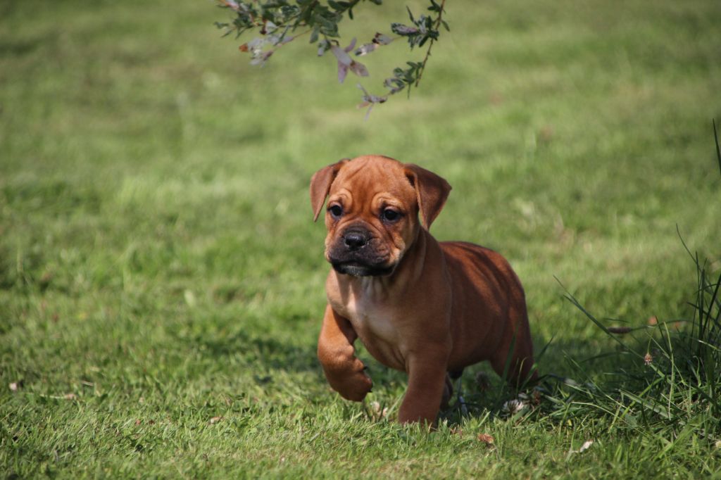 Des sources sacrees - Chiots disponibles - Bulldog continental