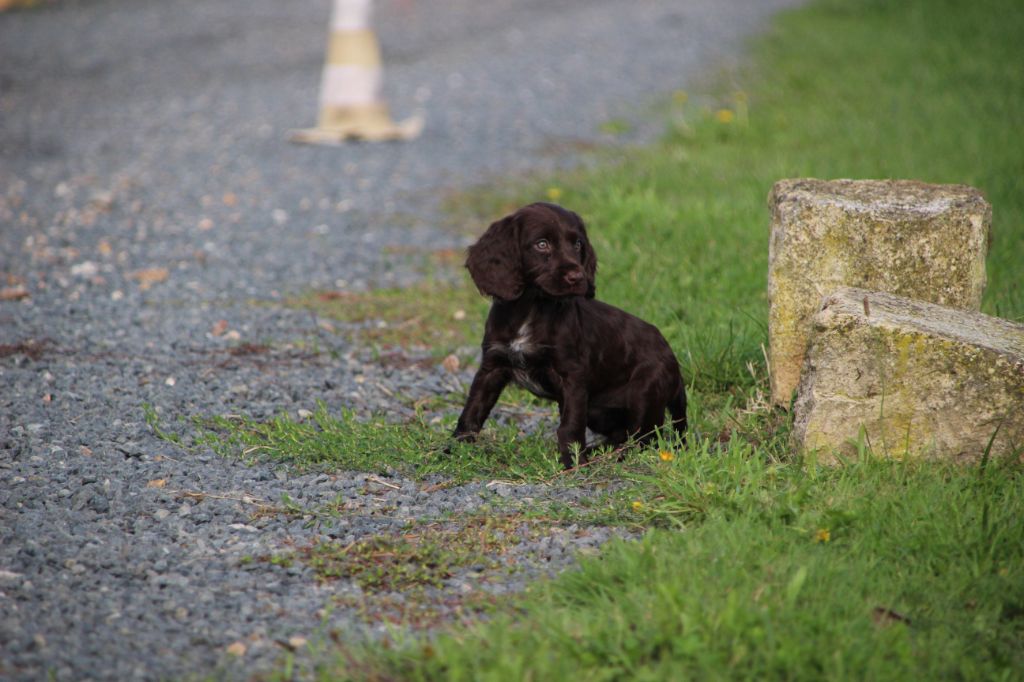 Des sources sacrees - Chiots disponibles - Chien d'Oysel allemand