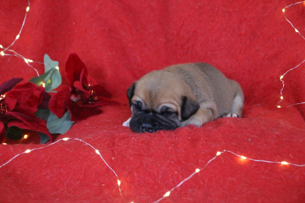 Des sources sacrees - Chiots disponibles - Bulldog continental