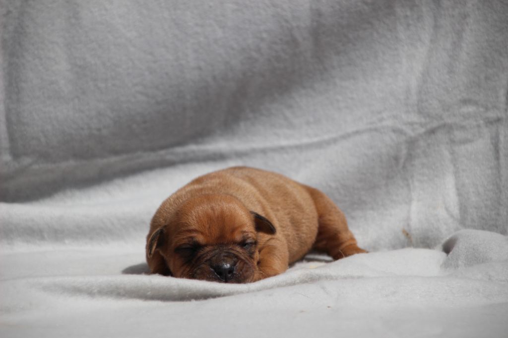 Des sources sacrees - Chiots disponibles - Bulldog continental