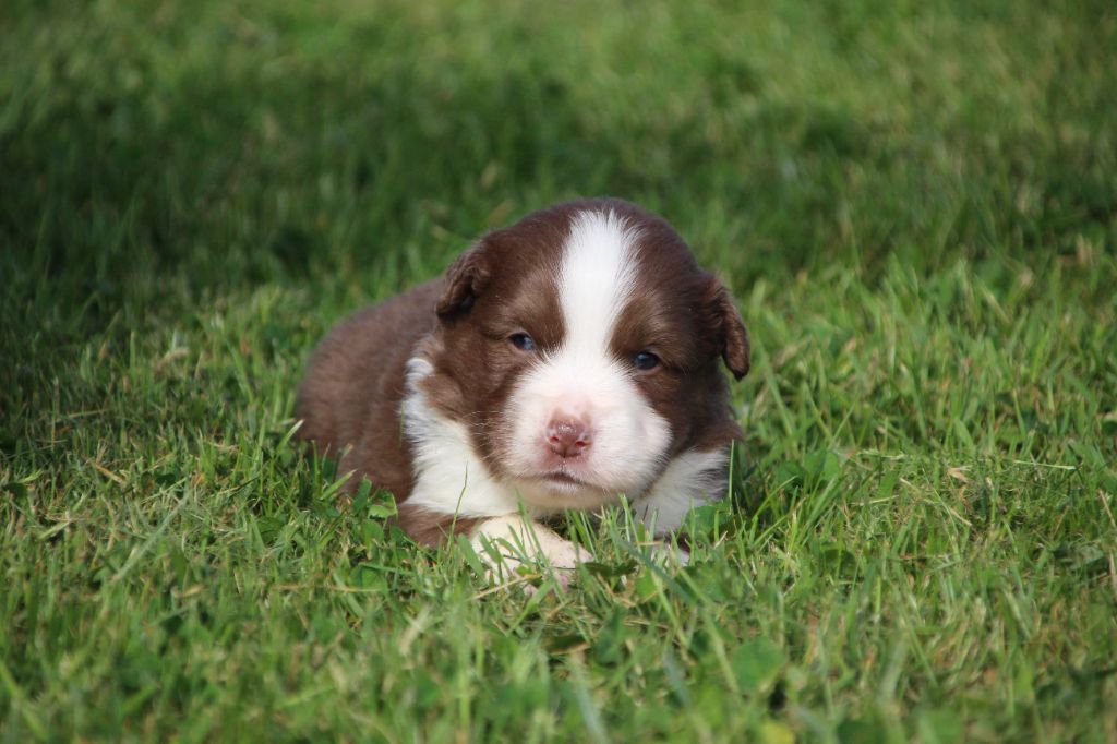 Des sources sacrees - Chiots disponibles - Berger Américain Miniature 