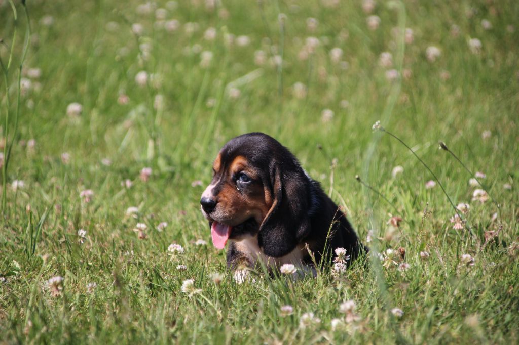 Des sources sacrees - Chiots disponibles - Basset Hound