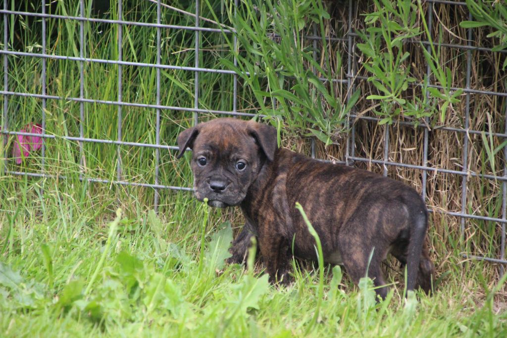 Des sources sacrees - Chiots disponibles - Bulldog continental