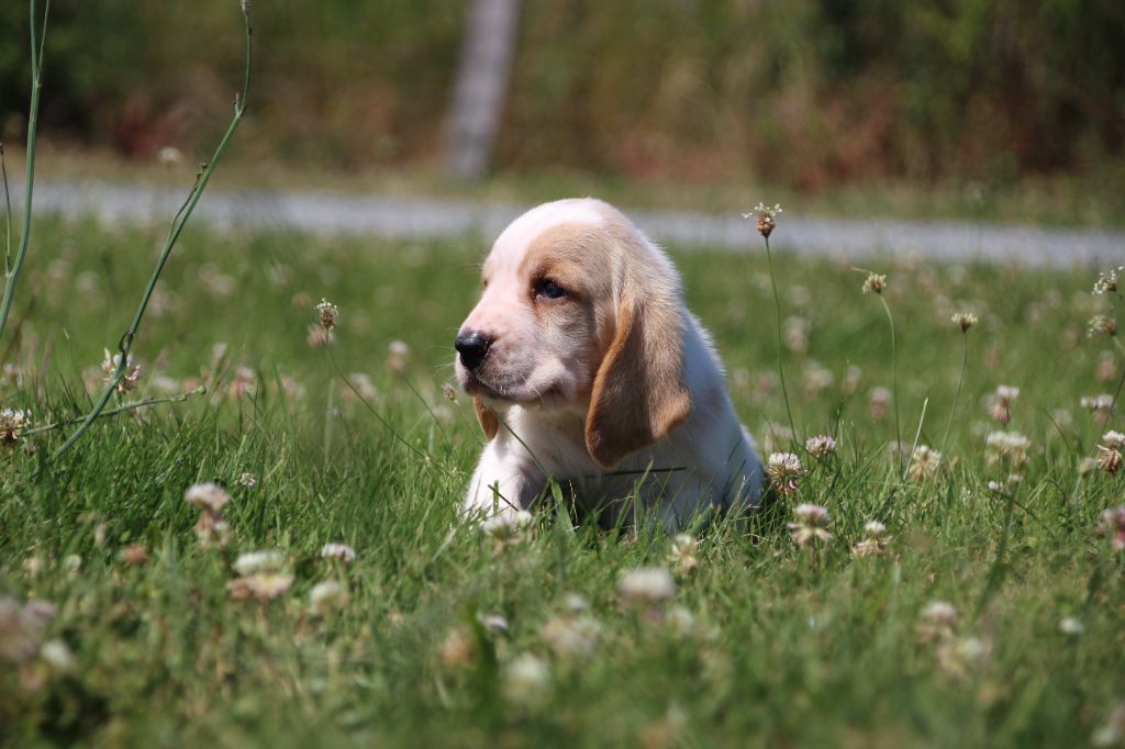 Des sources sacrees - Chiots disponibles - Basset Hound