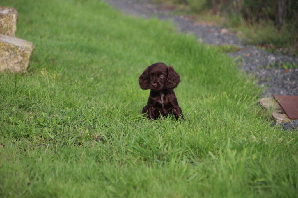 Des sources sacrees - Chiots disponibles - Chien d'Oysel allemand