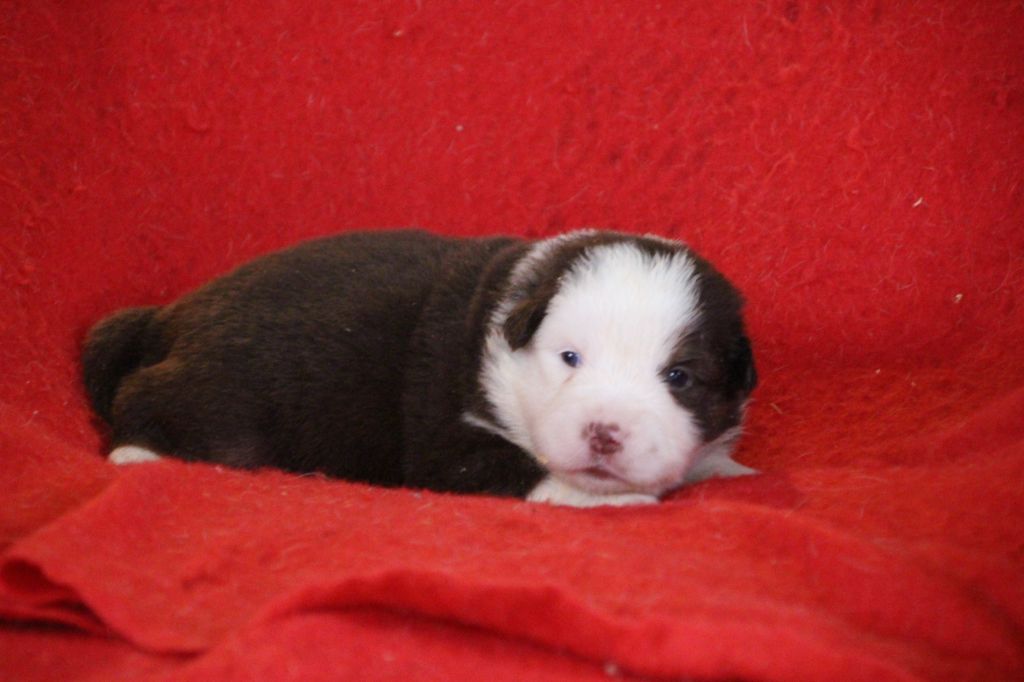 Des sources sacrees - Chiots disponibles - Berger Américain Miniature 