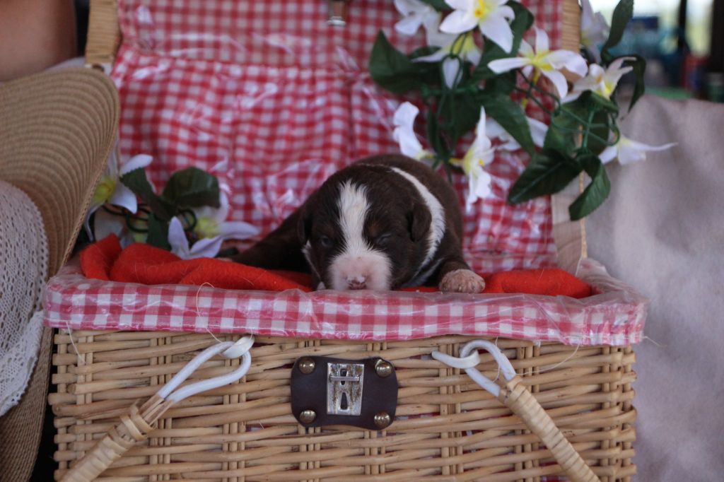 Des sources sacrees - Chiots disponibles - Berger Américain Miniature 