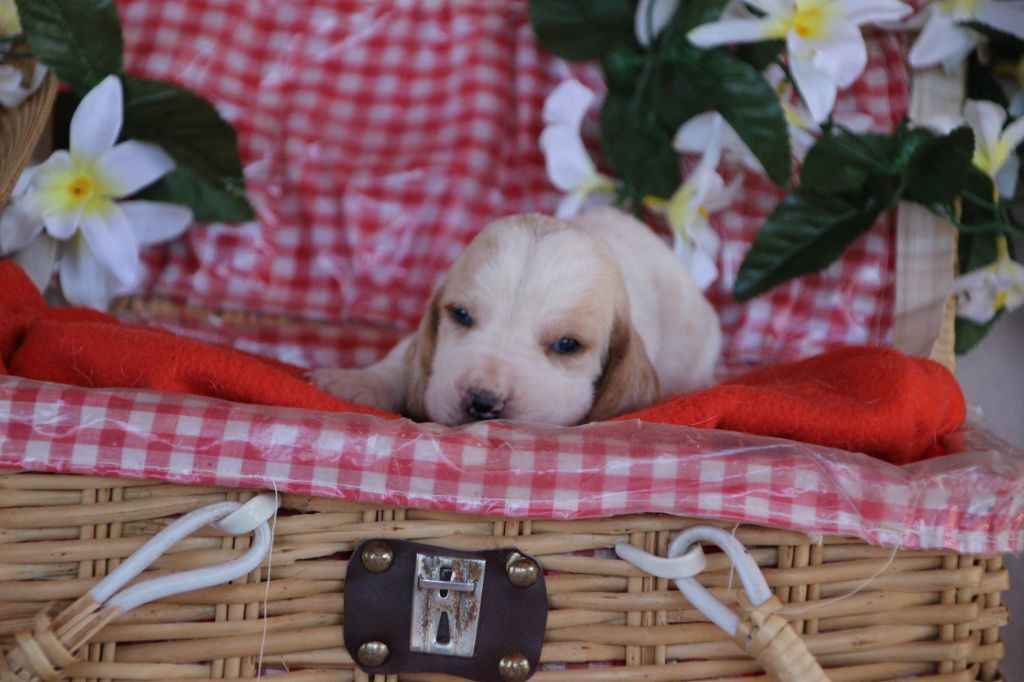 Des sources sacrees - Chiots disponibles - Basset Hound