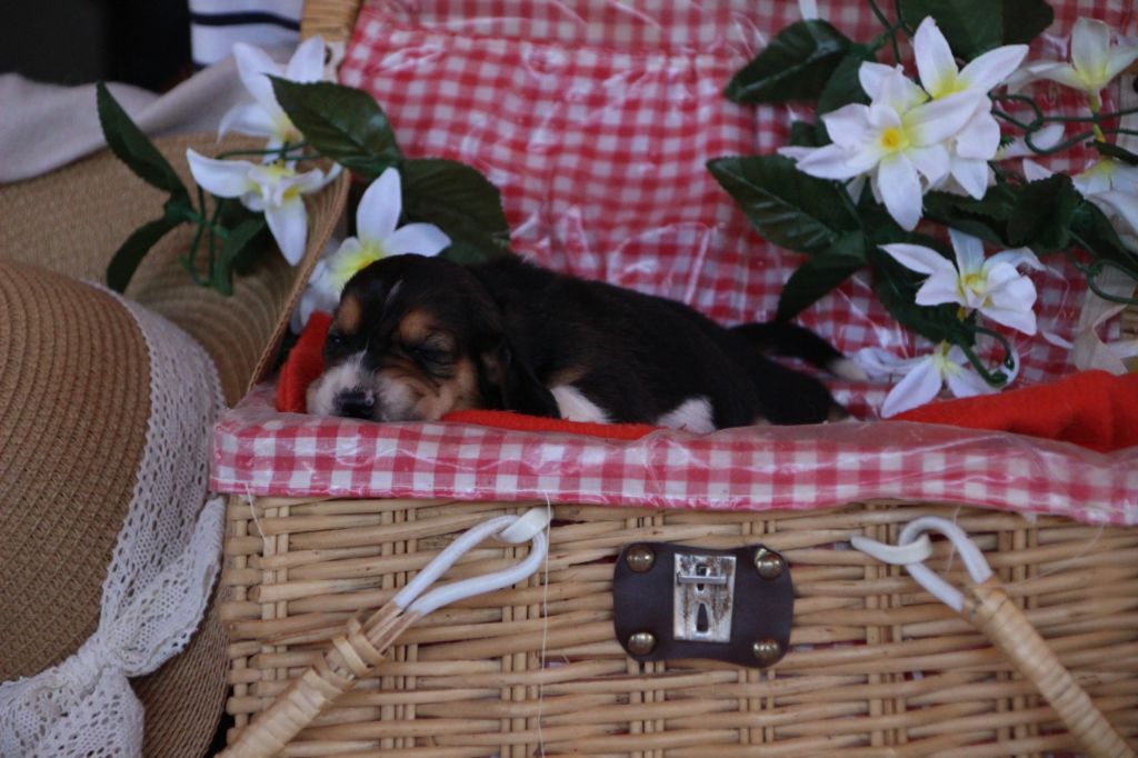 Des sources sacrees - Chiots disponibles - Basset Hound