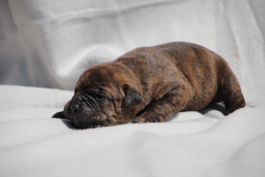 Des sources sacrees - Chiots disponibles - Bulldog continental