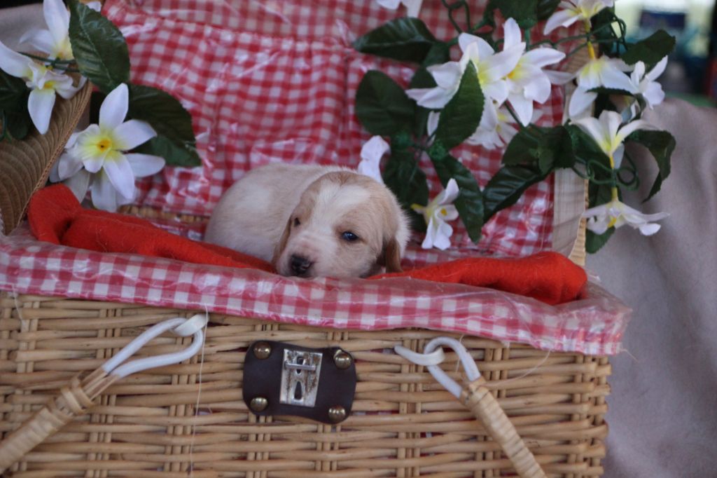 Des sources sacrees - Chiots disponibles - Basset Hound