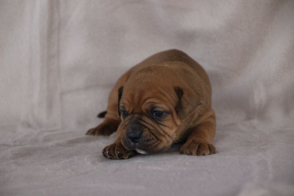 Des sources sacrees - Chiots disponibles - Bulldog continental