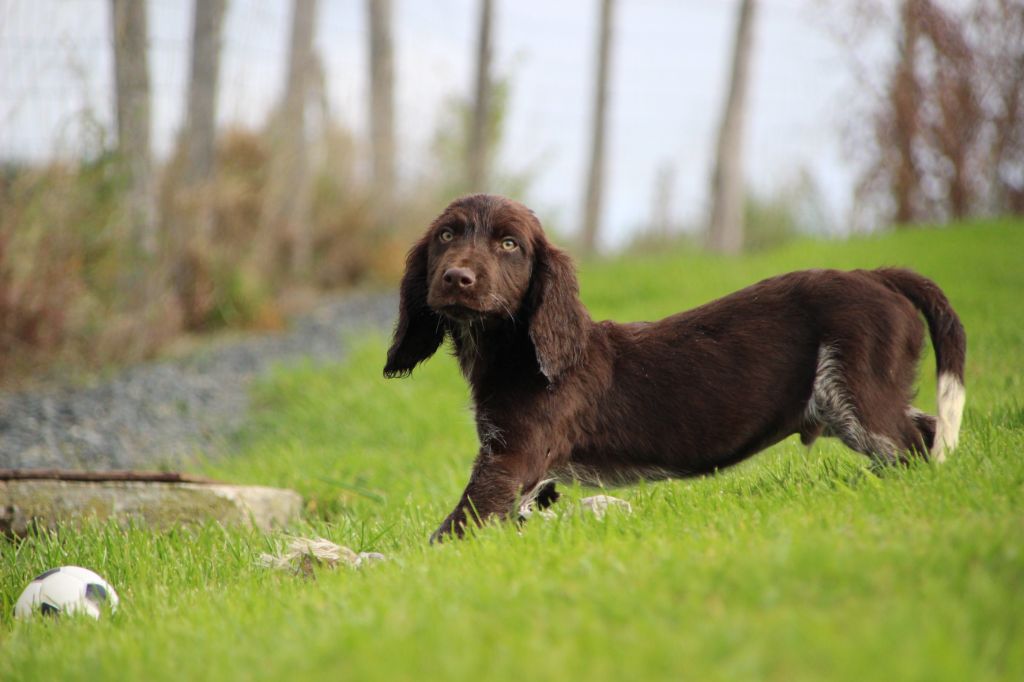 Des sources sacrees - Chiots disponibles - Chien d'Oysel allemand