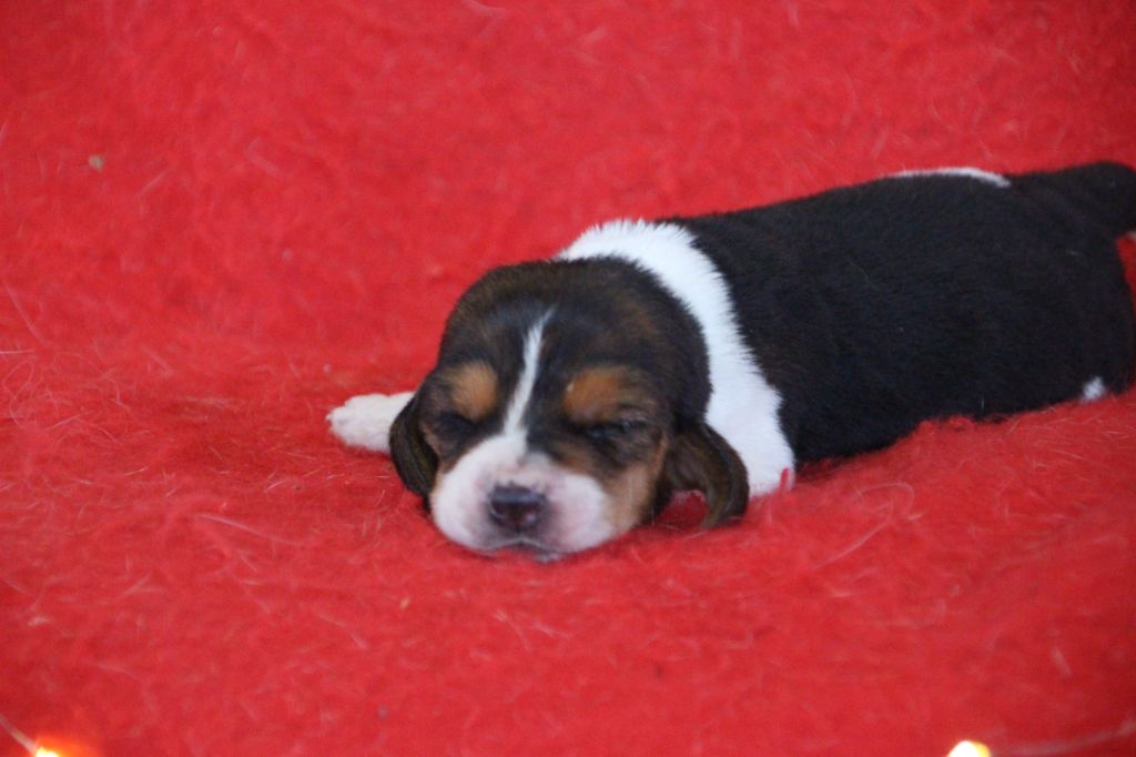 Des sources sacrees - Chiots disponibles - Basset Hound