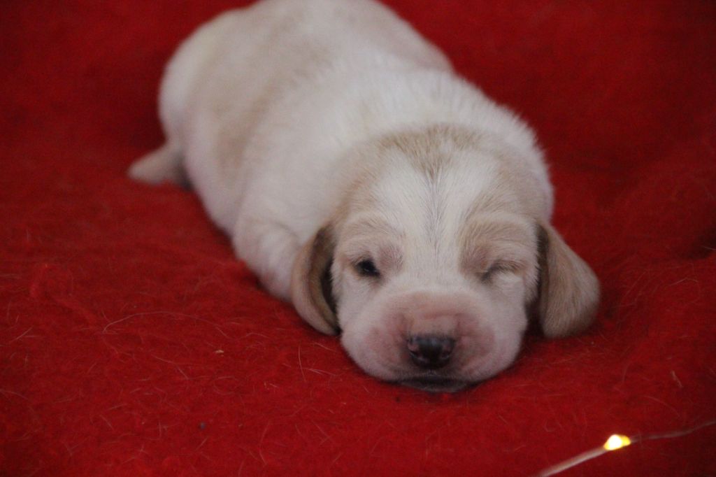 Des sources sacrees - Chiots disponibles - Basset Hound