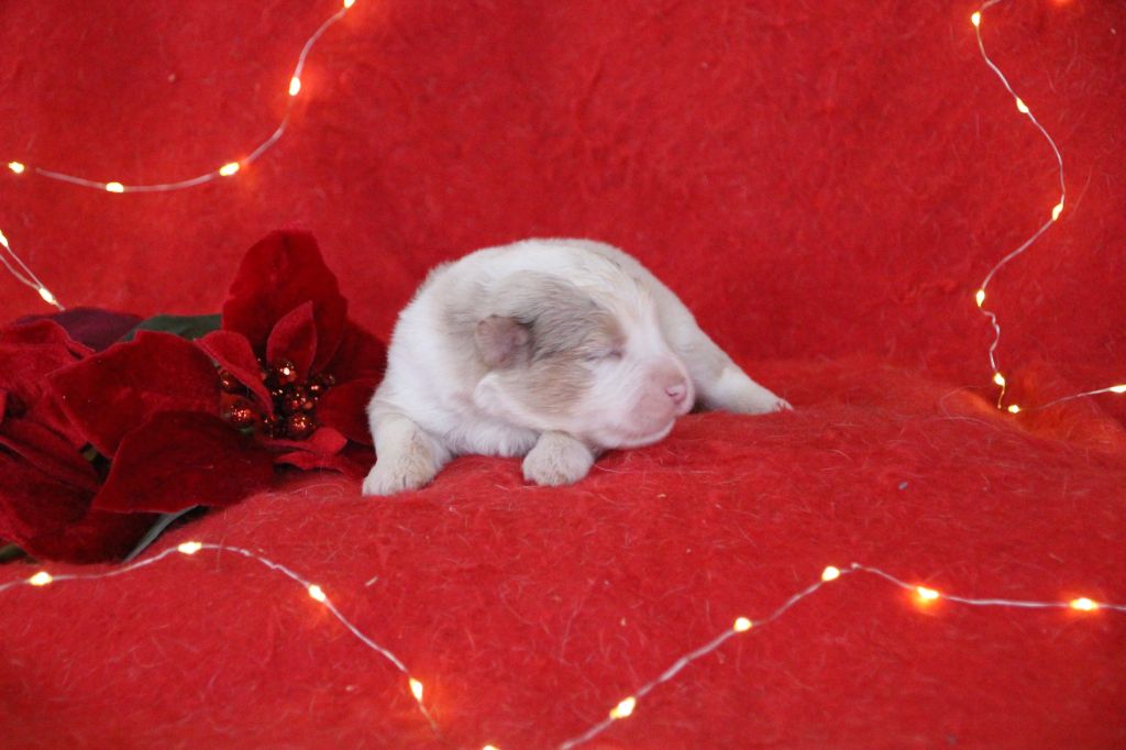 Des sources sacrees - Chiots disponibles - Berger Américain Miniature 