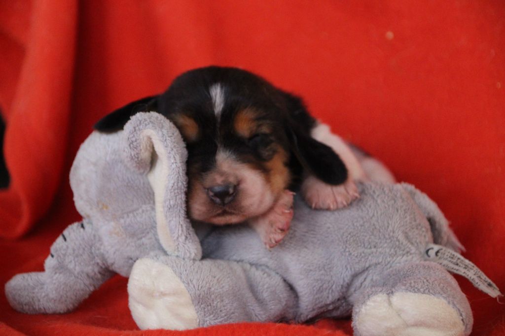 Des sources sacrees - Chiots disponibles - Basset Hound