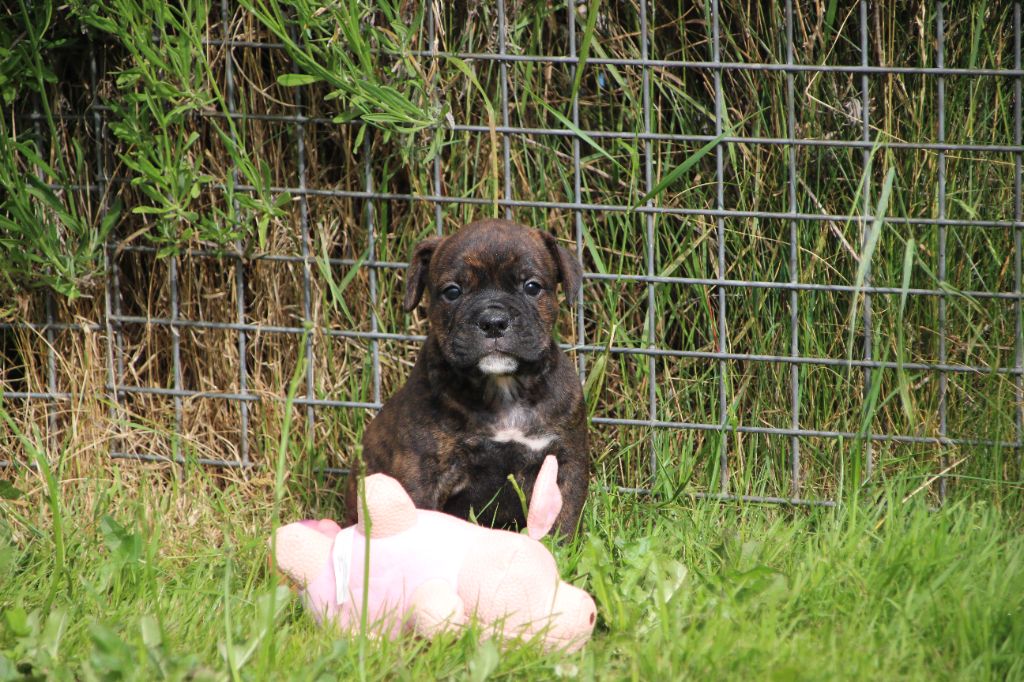 Des sources sacrees - Chiots disponibles - Bulldog continental