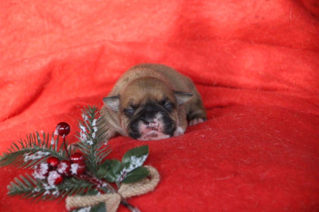 Des sources sacrees - Chiots disponibles - Bulldog continental