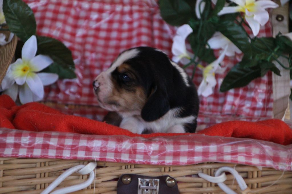 Des sources sacrees - Chiots disponibles - Basset Hound