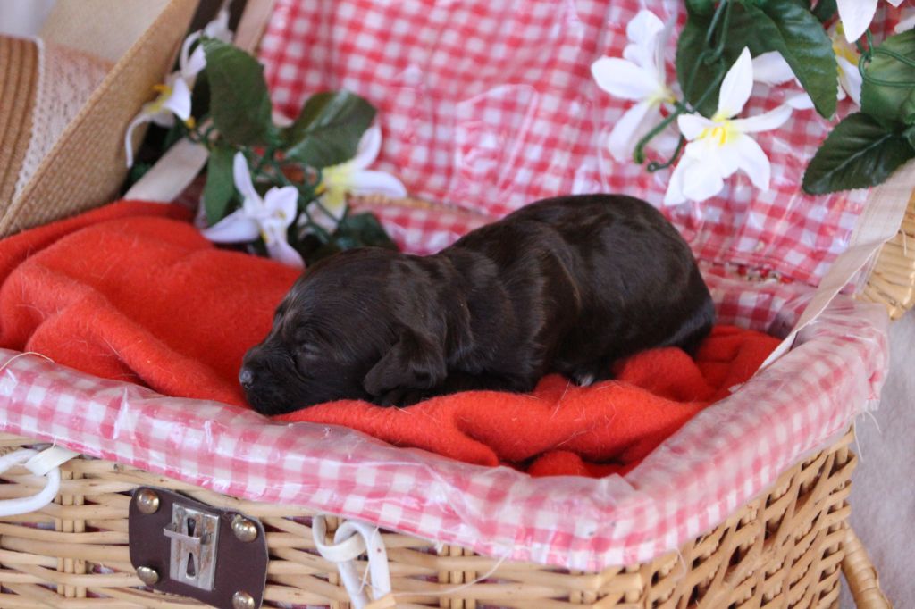 Des sources sacrees - Chiots disponibles - Chien d'Oysel allemand