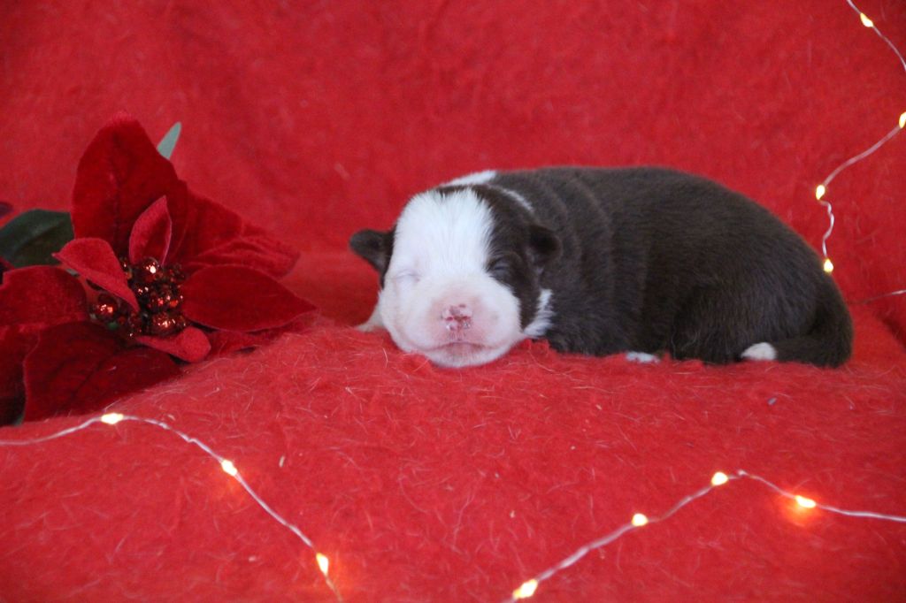 Des sources sacrees - Chiots disponibles - Berger Américain Miniature 