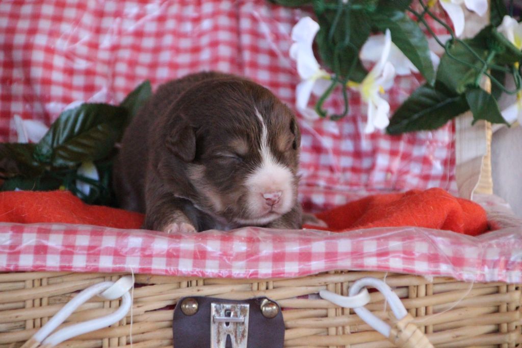 Chiot Berger Américain Miniature  Des sources sacrees