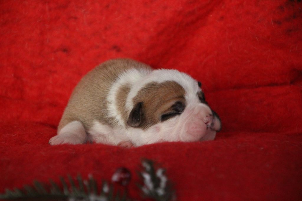 Des sources sacrees - Chiots disponibles - Bulldog continental