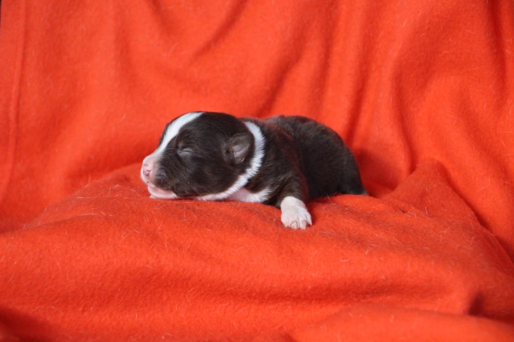 Des sources sacrees - Chiots disponibles - Berger Américain Miniature 