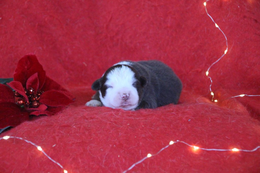 Des sources sacrees - Chiots disponibles - Berger Américain Miniature 