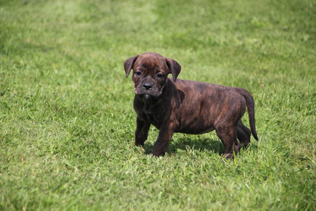 Des sources sacrees - Chiots disponibles - Bulldog continental