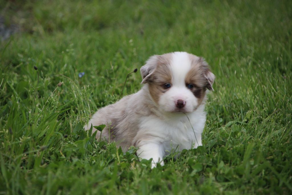 Des sources sacrees - Chiots disponibles - Berger Américain Miniature 