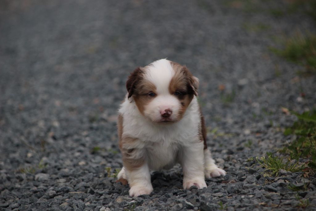 Des sources sacrees - Chiots disponibles - Berger Américain Miniature 