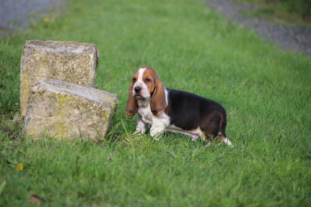 Des sources sacrees - Chiots disponibles - Basset Hound