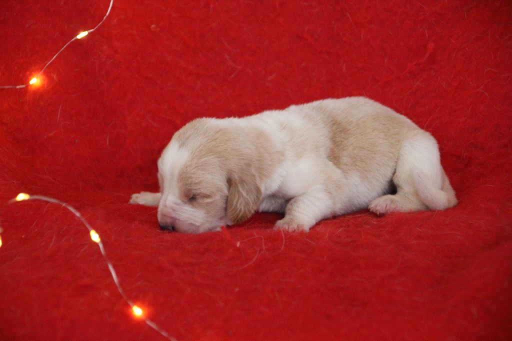 Des sources sacrees - Chiots disponibles - Basset Hound