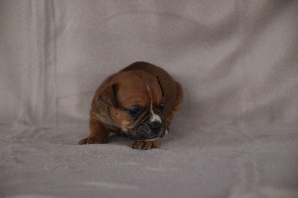 Des sources sacrees - Chiots disponibles - Bulldog continental
