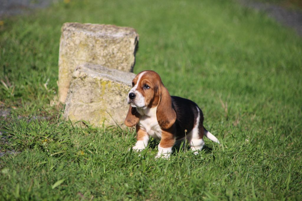 Des sources sacrees - Chiots disponibles - Basset Hound