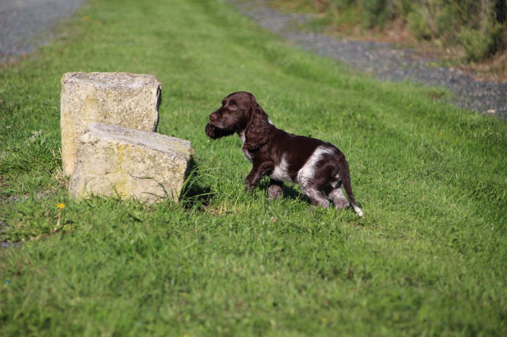 Des sources sacrees - Chiots disponibles - Chien d'Oysel allemand