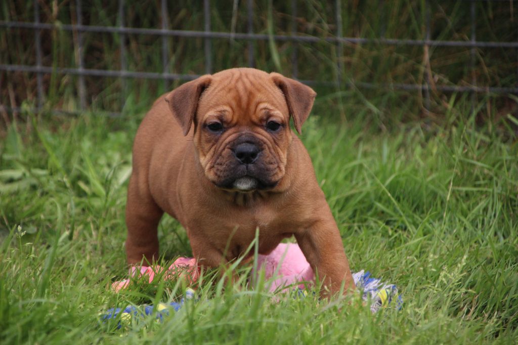 Des sources sacrees - Chiots disponibles - Bulldog continental
