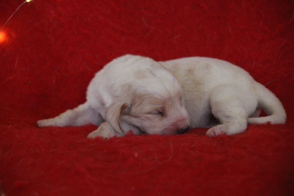 Des sources sacrees - Chiots disponibles - Basset Hound