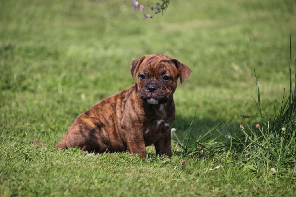 Des sources sacrees - Chiots disponibles - Bulldog continental