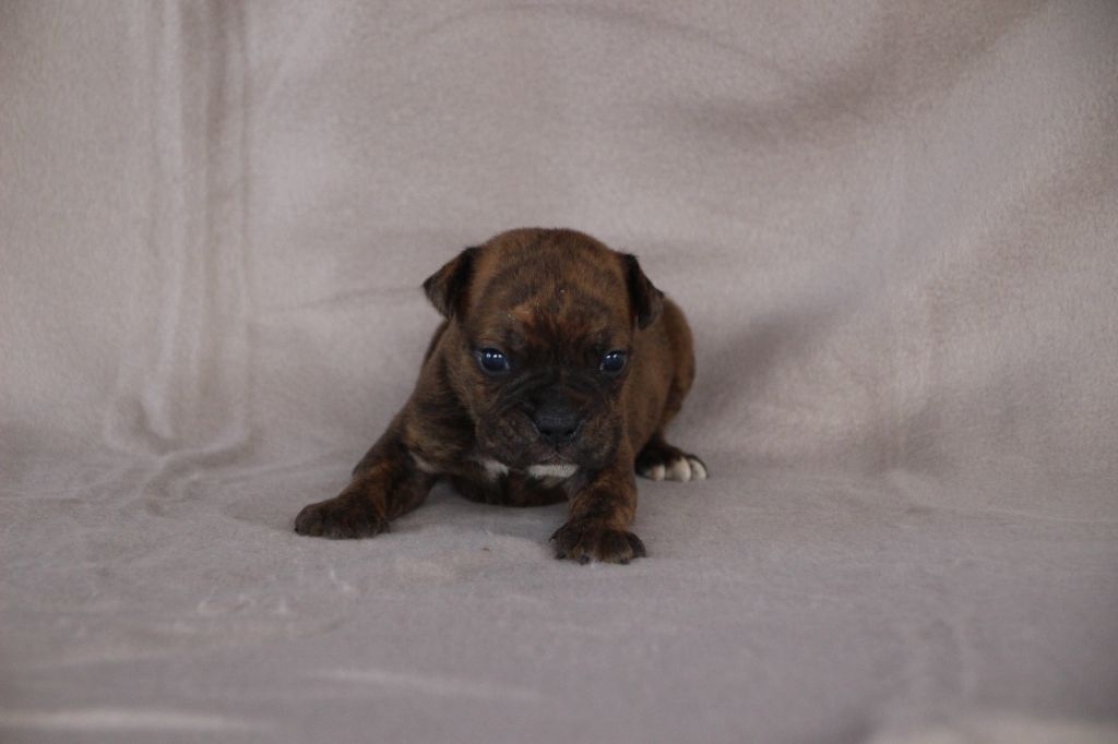Des sources sacrees - Chiots disponibles - Bulldog continental