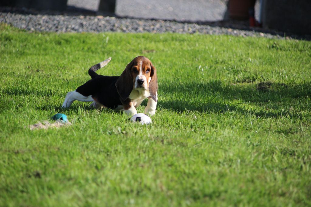 Des sources sacrees - Chiots disponibles - Basset Hound