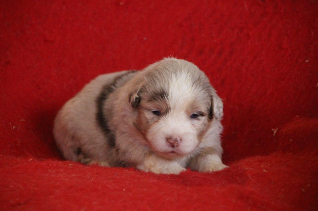 Des sources sacrees - Chiots disponibles - Berger Américain Miniature 