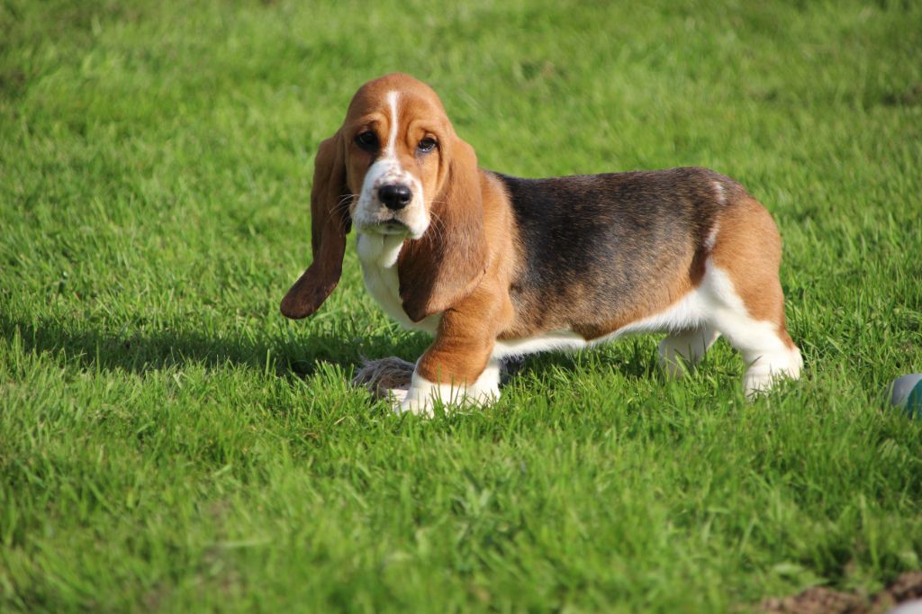 Des sources sacrees - Chiots disponibles - Basset Hound